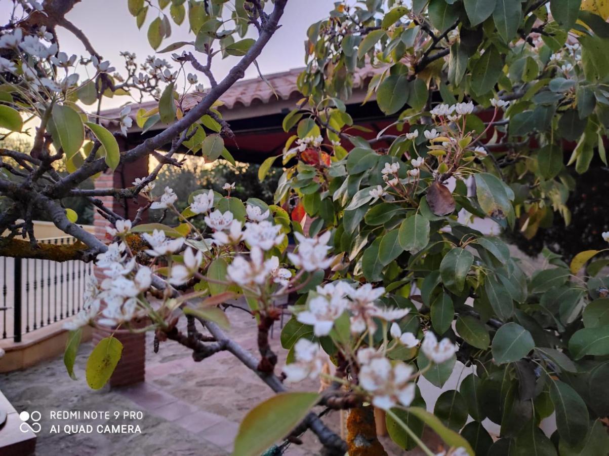 Los Abuelos Setenil De Las Bodegas 외부 사진